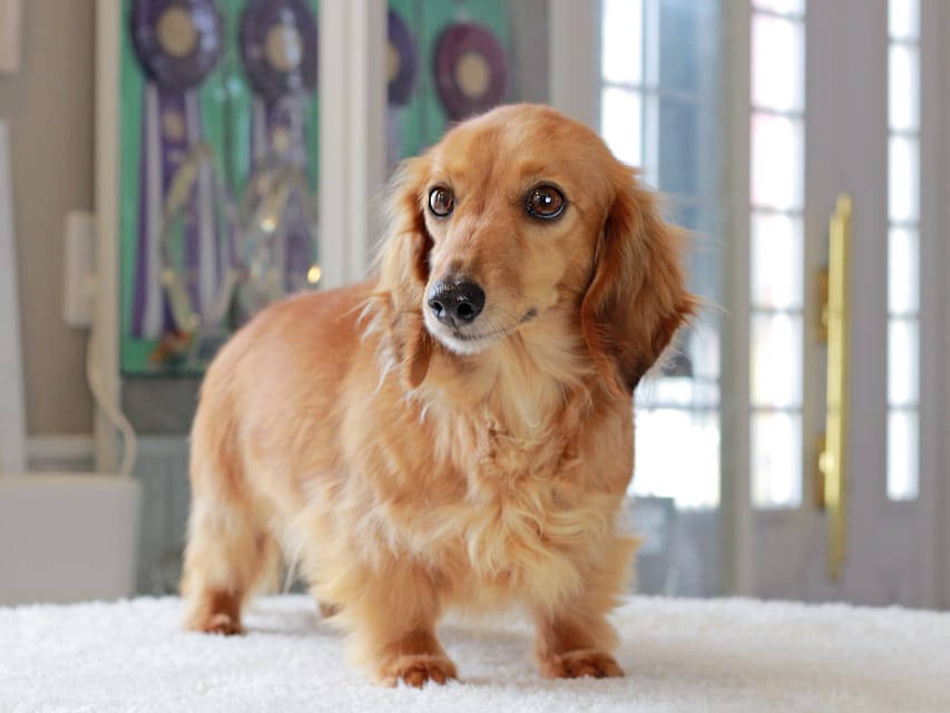 カニンヘンダックスフンド シオン