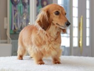 Kaninchen_Dachshund_3432