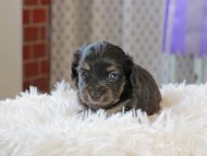 Kaninchen_Dachshund_3434