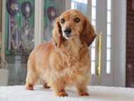 Kaninchen_Dachshund_3441