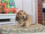 Kaninchen_Dachshund_3441