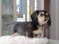 Kaninchen_Dachshund_3447 Kaninchen_Dachshund_3447