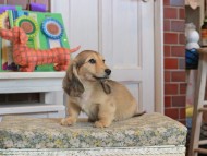 Kaninchen_Dachshund_3448