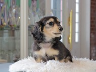 Kaninchen_Dachshund_3454