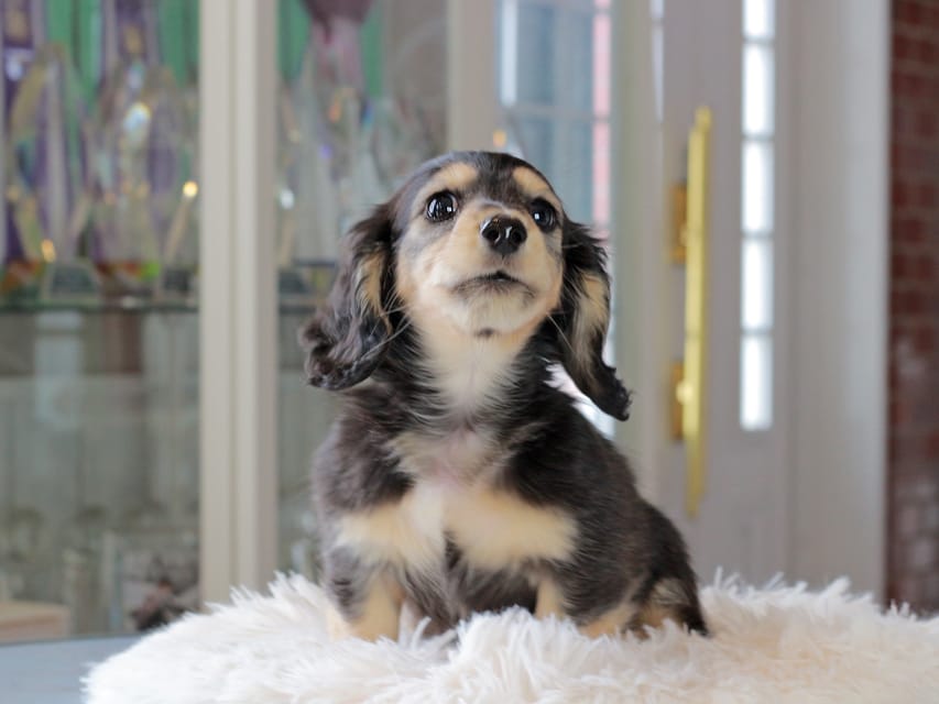 カニンヘンダックスフンド カヌレ&スルガの子犬 ブラックイエロー（ブラッククリーム） 男の子