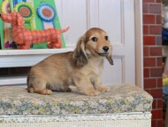 Kaninchen_Dachshund_3455