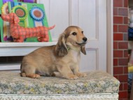 Kaninchen_Dachshund_3458