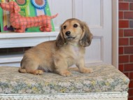 Kaninchen_Dachshund_3474