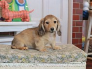 Kaninchen_Dachshund_3475