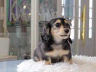 Kaninchen_Dachshund_3476 Kaninchen_Dachshund_3476