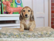 Kaninchen_Dachshund_3479