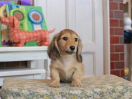 Kaninchen_Dachshund_3484