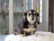 Kaninchen_Dachshund_3490 Kaninchen_Dachshund_3490