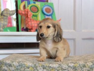 Kaninchen_Dachshund_3499