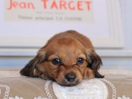 Kaninchen_Dachshund_3502