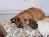 ネオンジェネシス&グローリーの子犬 レッド 男の子