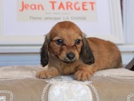 Kaninchen_Dachshund_3510