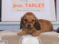 Kaninchen_Dachshund_3518