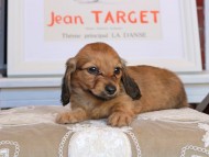 Kaninchen_Dachshund_3520