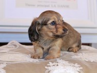 Kaninchen_Dachshund_3526