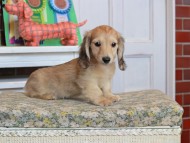 Kaninchen_Dachshund_3531