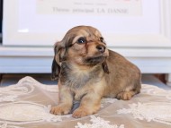 Kaninchen_Dachshund_3533 Kaninchen_Dachshund_3533