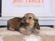 Kaninchen_Dachshund_3535