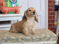 Kaninchen_Dachshund_3544