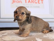 ネオンジェネシス&グローリーの子犬 イエロー 女の子