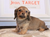 Kaninchen_Dachshund_3548 Kaninchen_Dachshund_3548