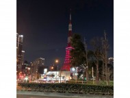 Kaninchen_Dachshund_3549