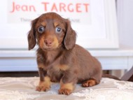 Kaninchen_Dachshund_3556