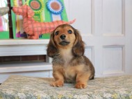 Kaninchen_Dachshund_3557