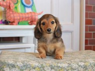Kaninchen_Dachshund_3559 Kaninchen_Dachshund_3559