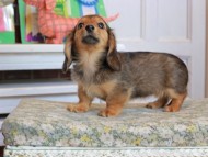 Kaninchen_Dachshund_3561