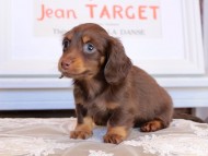 Kaninchen_Dachshund_3562 Kaninchen_Dachshund_3562