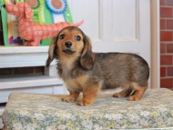 Kaninchen_Dachshund_3563