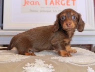 Kaninchen_Dachshund_3565 Kaninchen_Dachshund_3565