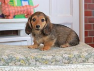 Kaninchen_Dachshund_3567