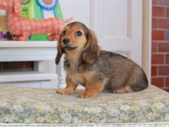 Kaninchen_Dachshund_3571