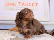 Kaninchen_Dachshund_3574