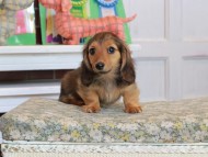 Kaninchen_Dachshund_3581