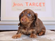 Kaninchen_Dachshund_3584