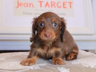 Kaninchen_Dachshund_3586