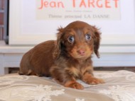 Kaninchen_Dachshund_3593