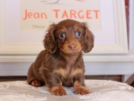 Kaninchen_Dachshund_3602