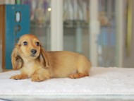 Kaninchen_Dachshund_3630 Kaninchen_Dachshund_3630