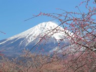 Kaninchen_Dachshund_3641