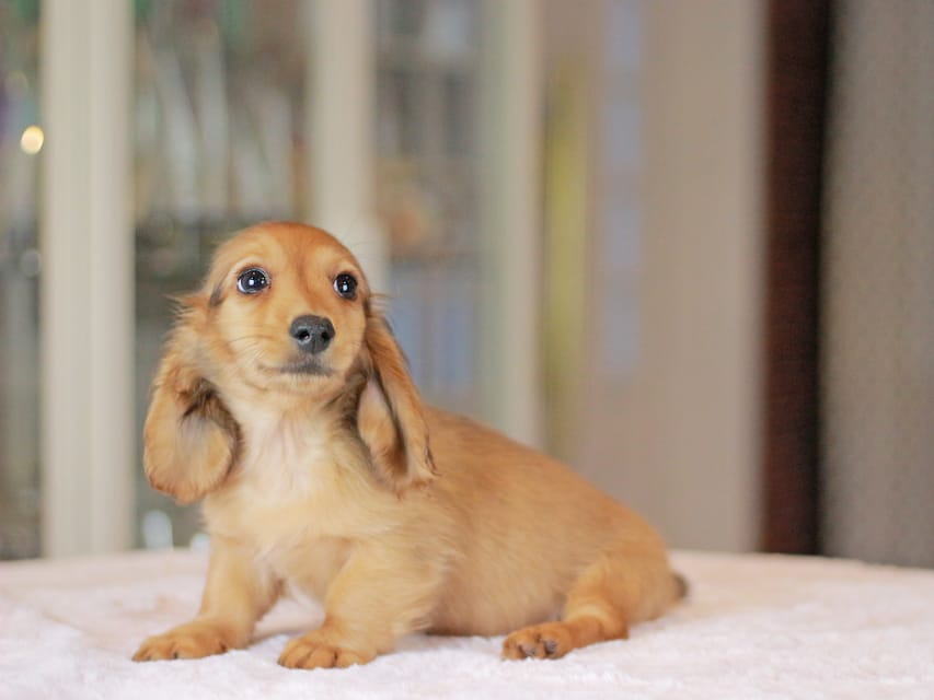 カニンヘンダックスフンド コットン&ジルベールの子犬 レッド 男の子