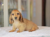 Kaninchen_Dachshund_3643 Kaninchen_Dachshund_3643